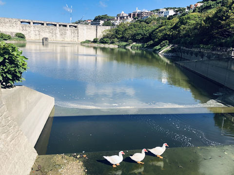 入選（中学生の部）「水鳥とダム」宮城 愛（首里中学校2年）