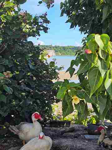 「共存」名城 虎冴(彩橋中学校 1年)